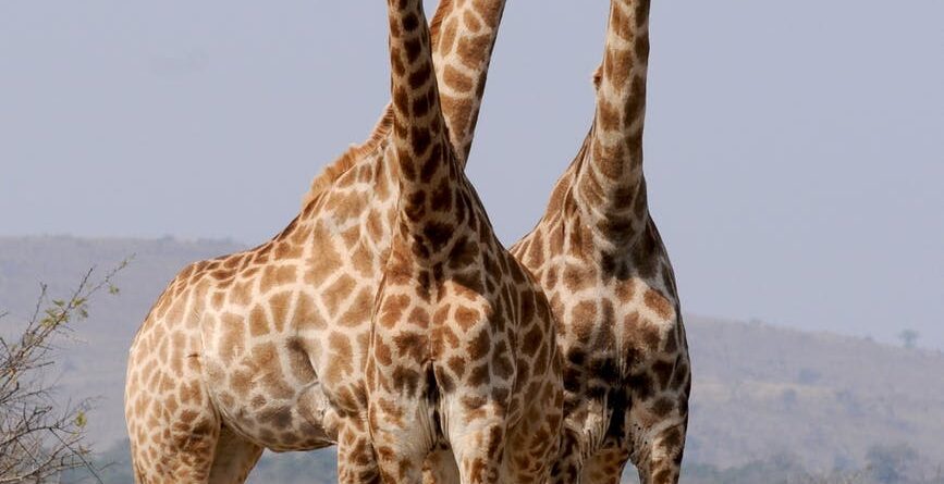 Heads up! The cardiovascular secrets of giraffes