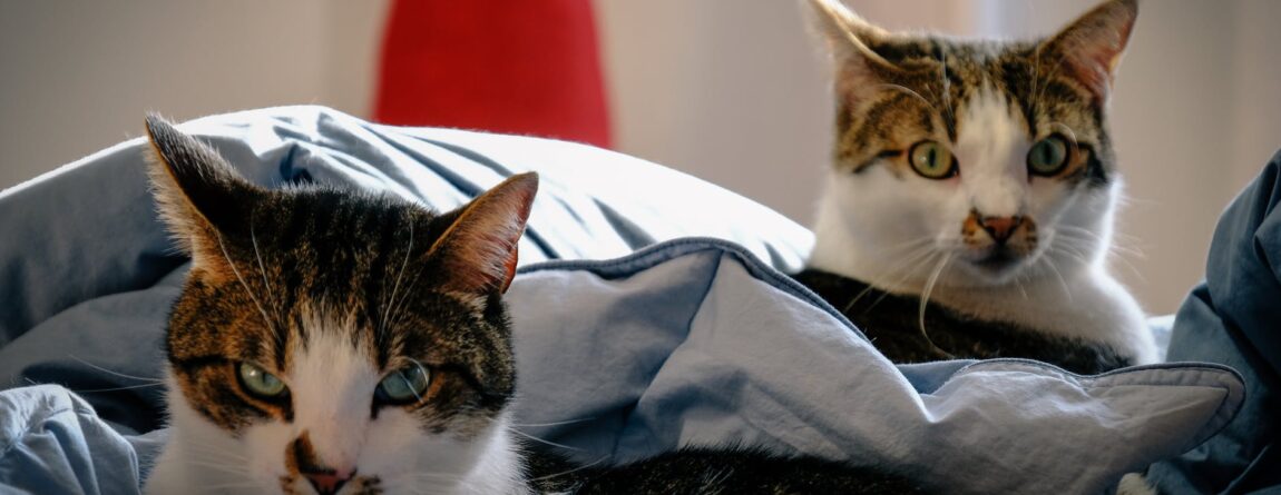 7 Solutions for Fighting Cat Furniture Destroyers