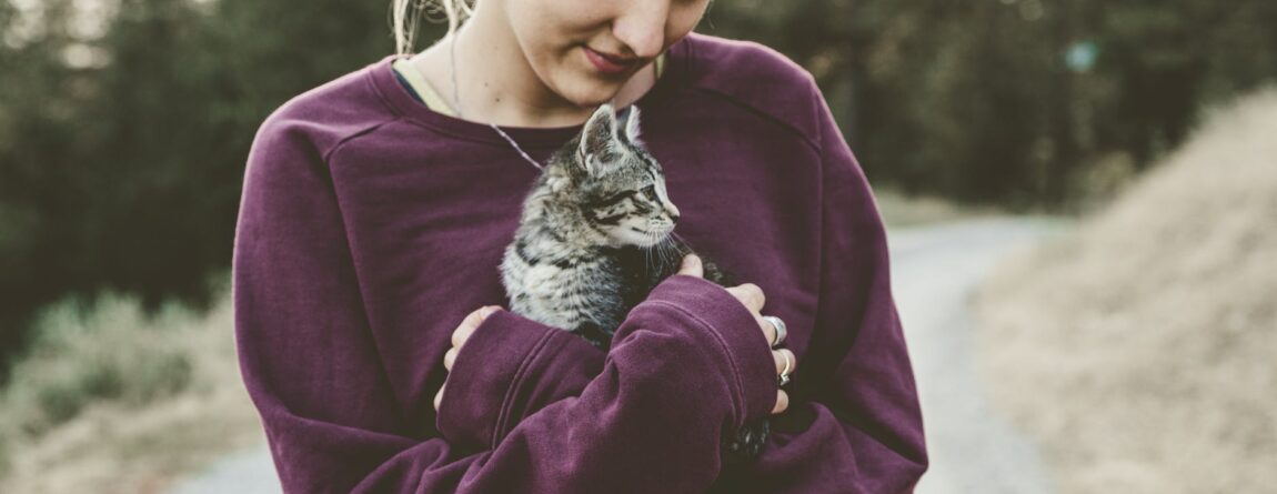 Can You Train Your Cat? A guide to training your feline friend